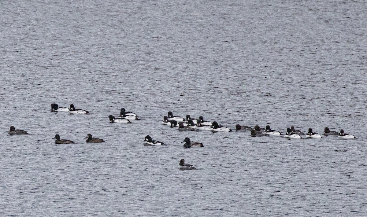 Barrow's Goldeneye - ML646848578