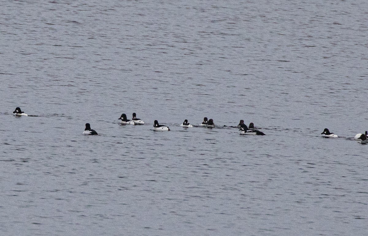 Barrow's Goldeneye - ML646848579