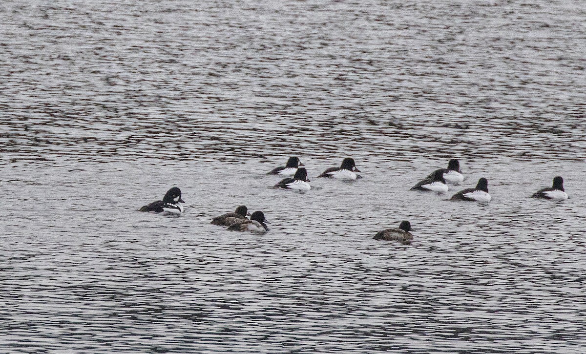 עבראש איסלנדי - ML646848580