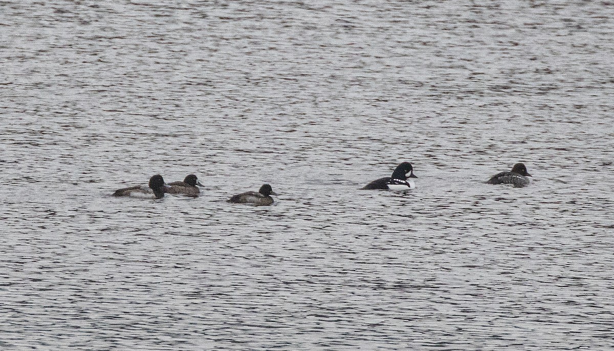 Barrow's Goldeneye - ML646848581