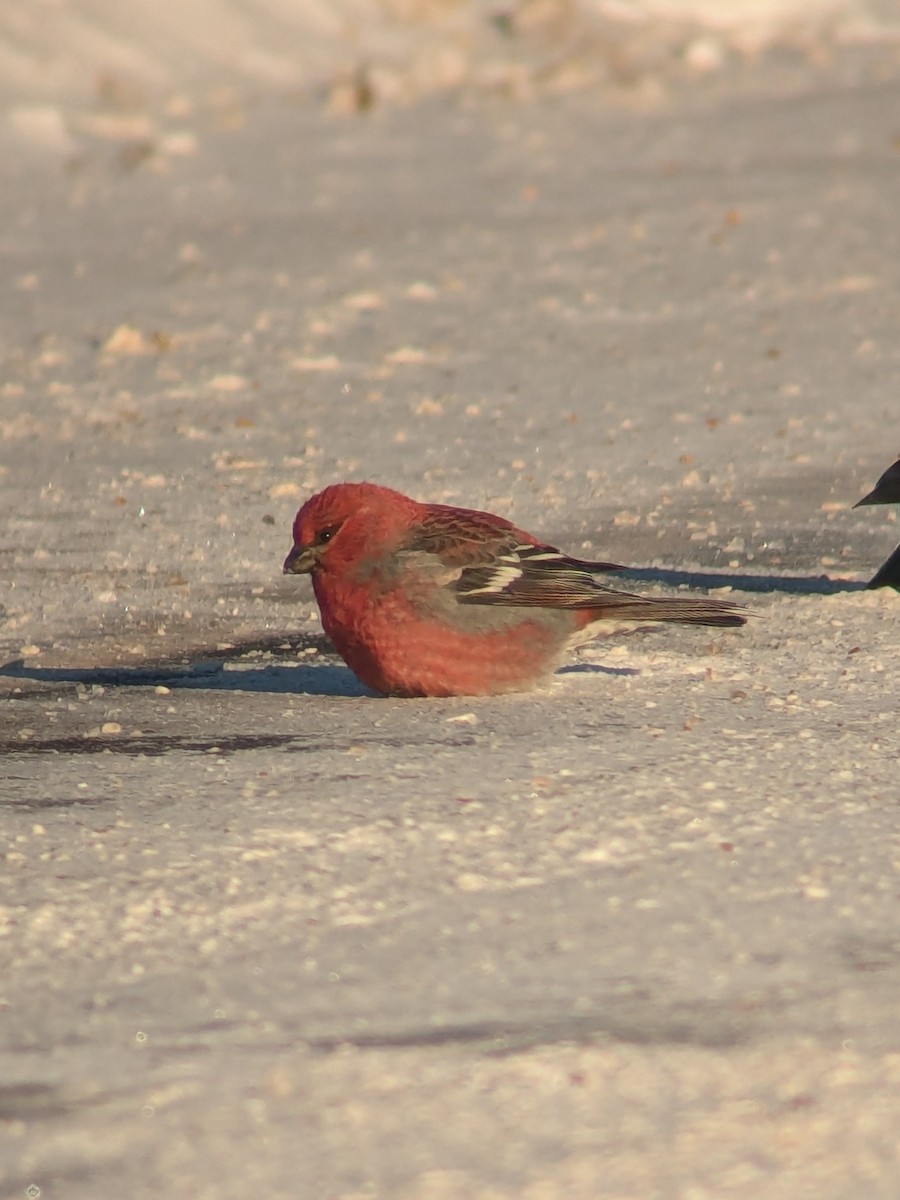 Ciuffolotto delle pinete - ML646848583