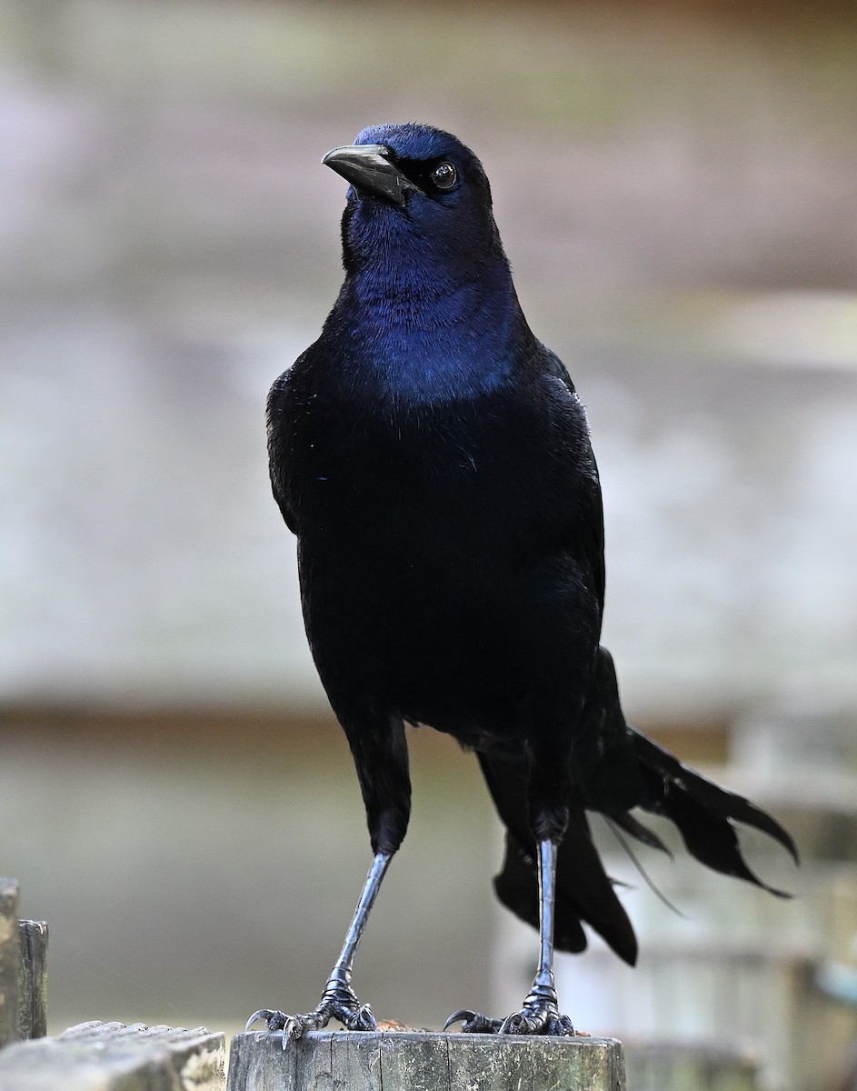 vlhovec člunoocasý - ML646848584