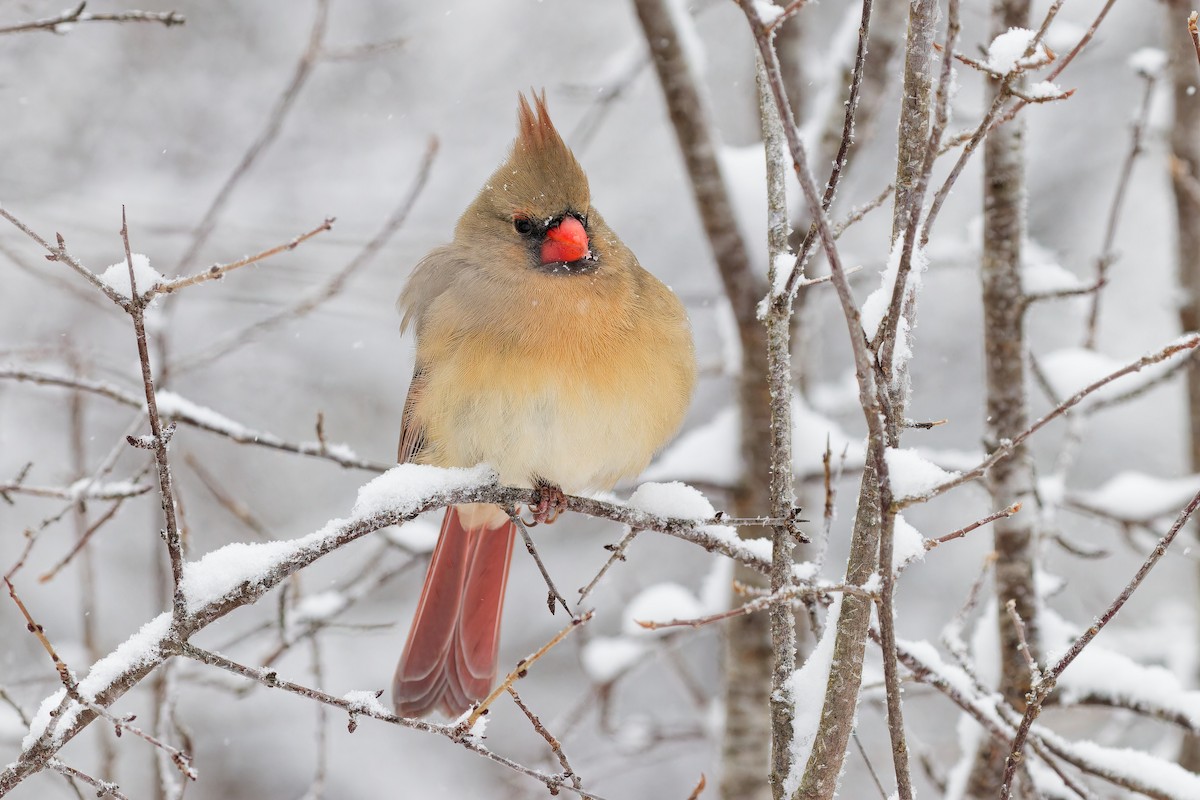 Northern Cardinal - ML646848585