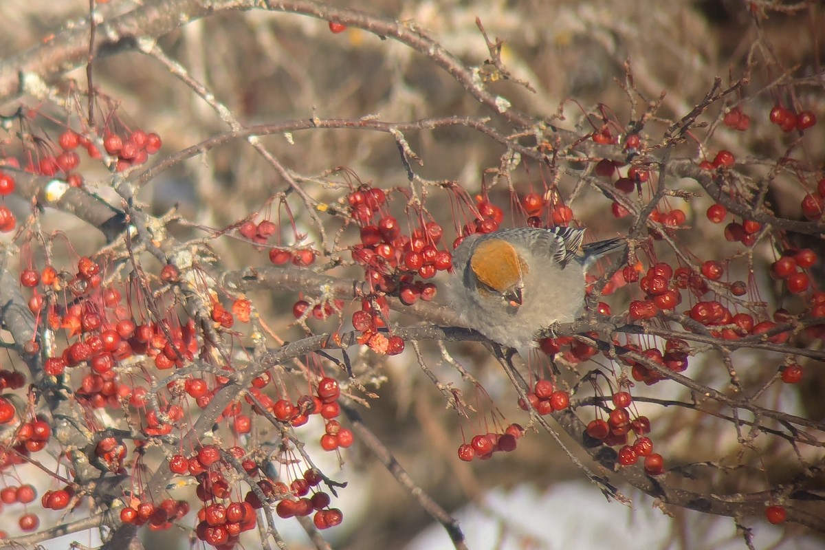 Ciuffolotto delle pinete - ML646848586