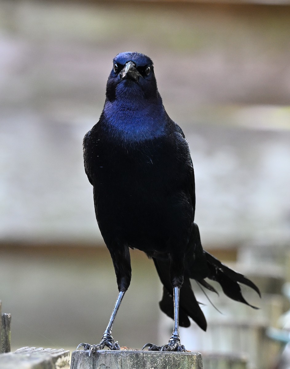 vlhovec člunoocasý - ML646848590