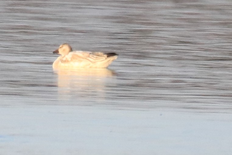 husa sněžní - ML646848591