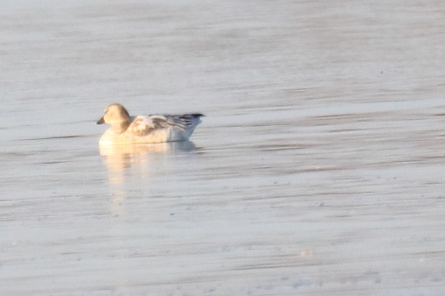 husa sněžní - ML646848592