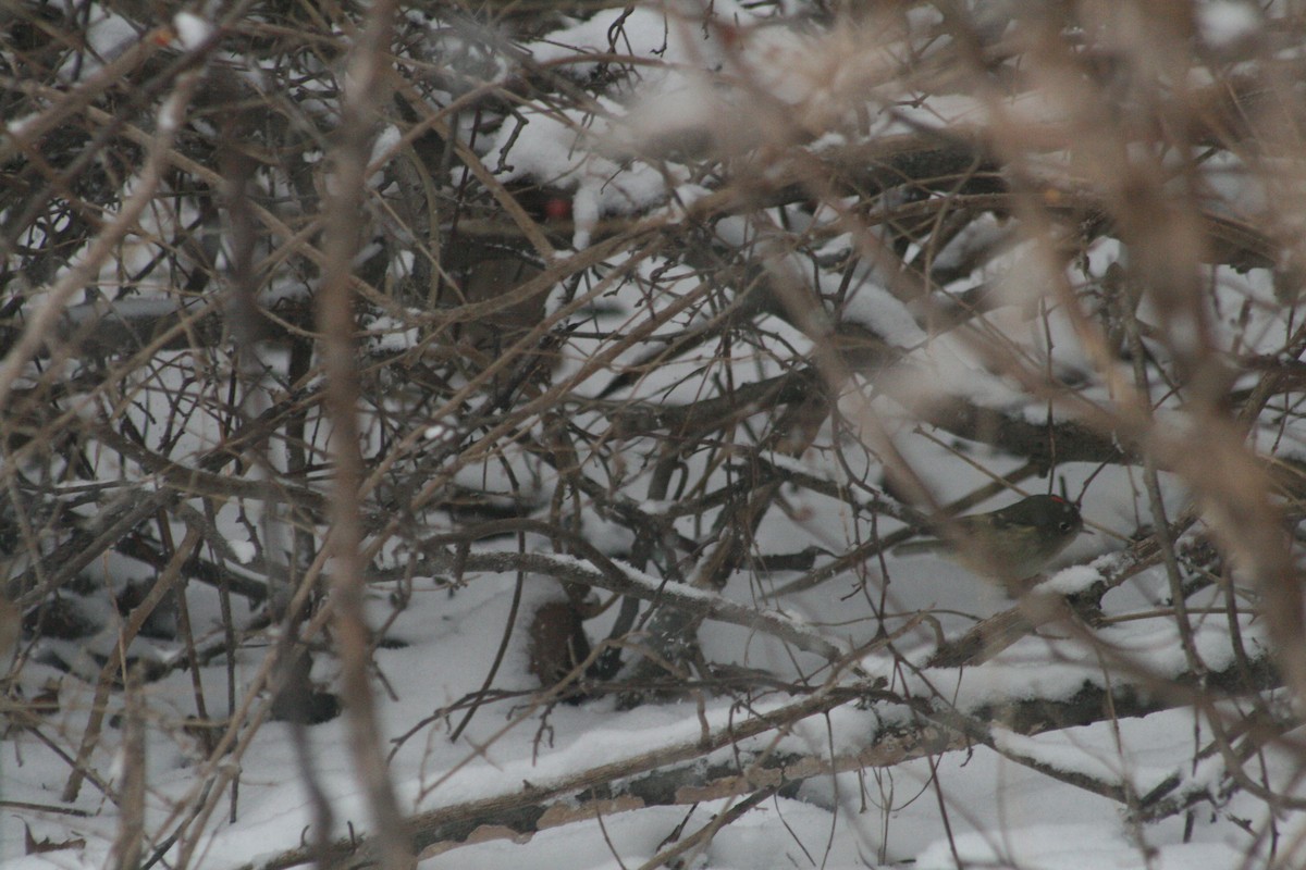 Rubingoldhähnchen - ML646848593