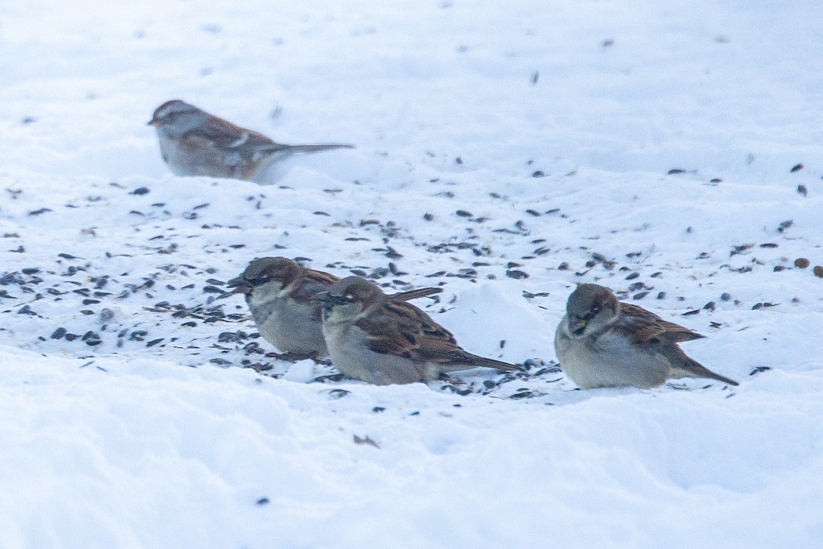 gråspurv - ML646848597