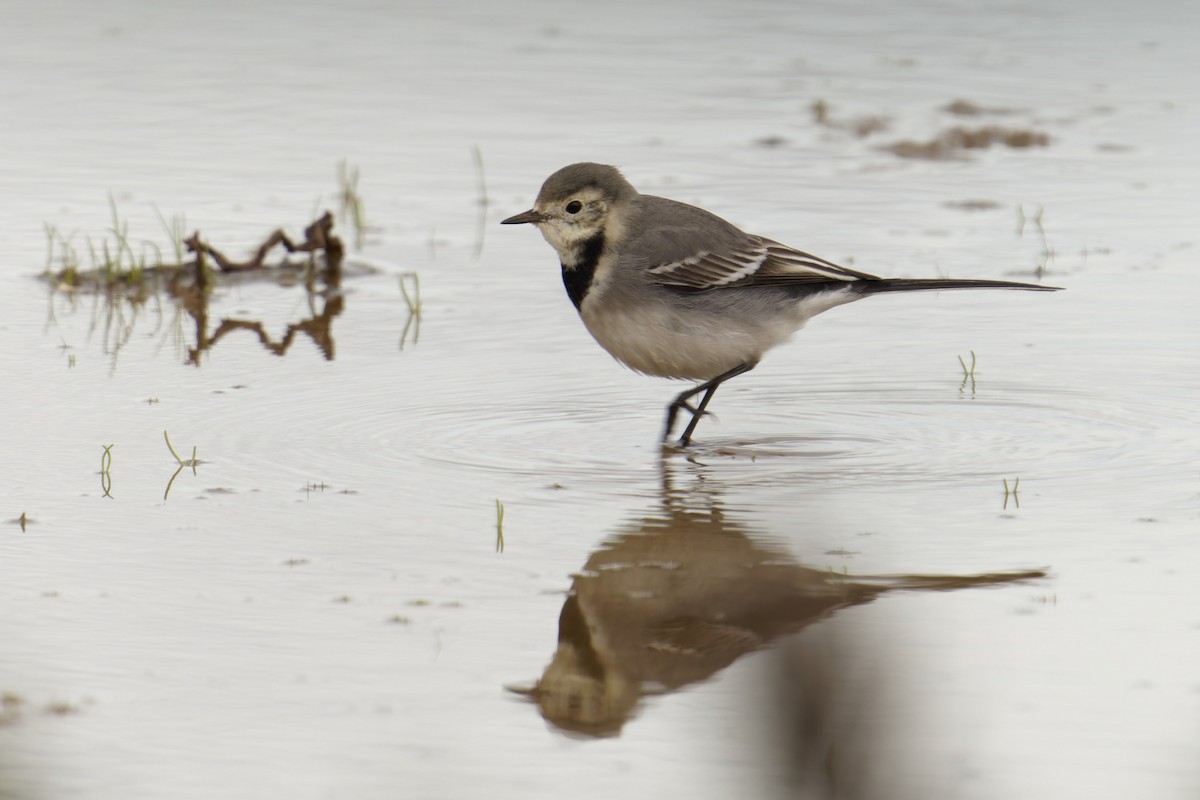 linerle - ML646848604