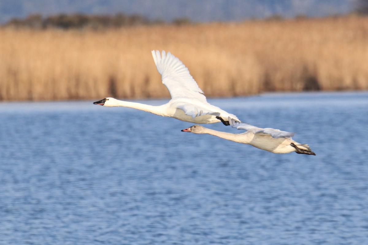 labuť malá (ssp. columbianus) - ML646848605