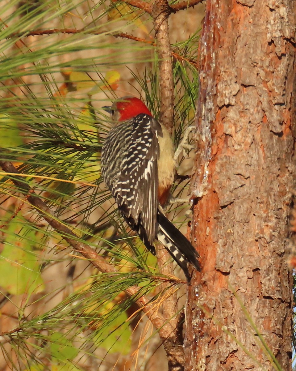 Red-bellied Woodpecker - ML646848607