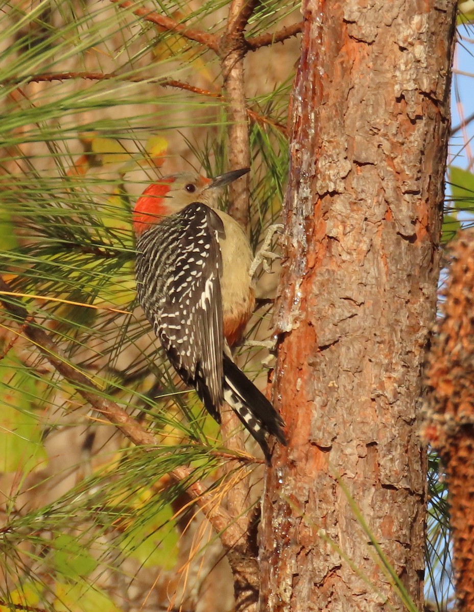 Red-bellied Woodpecker - ML646848608