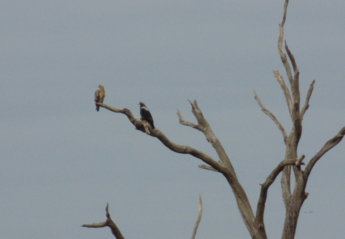 Spanish Eagle - ML646848612