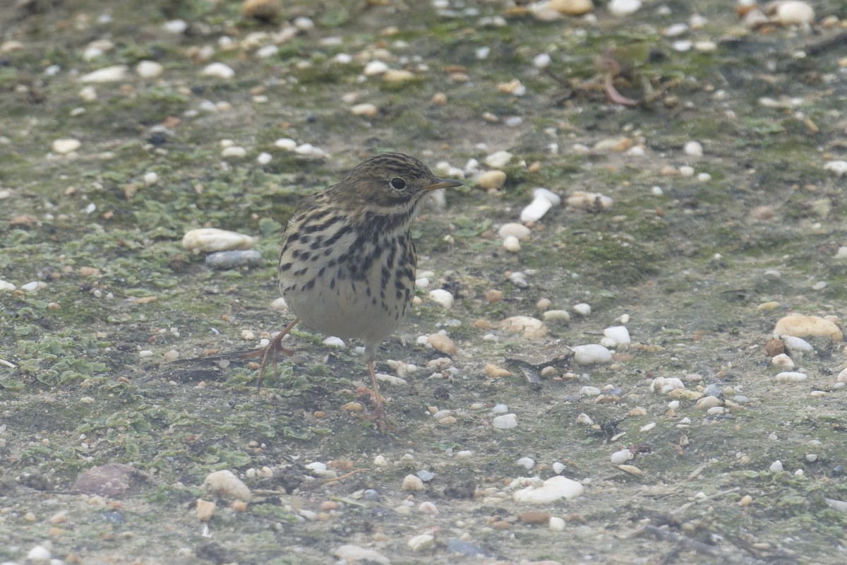 פפיון שדות - ML646848613