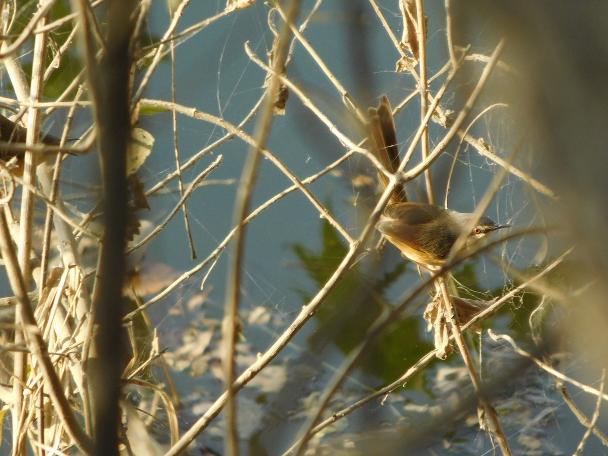 Ashy Prinia - ML646848615