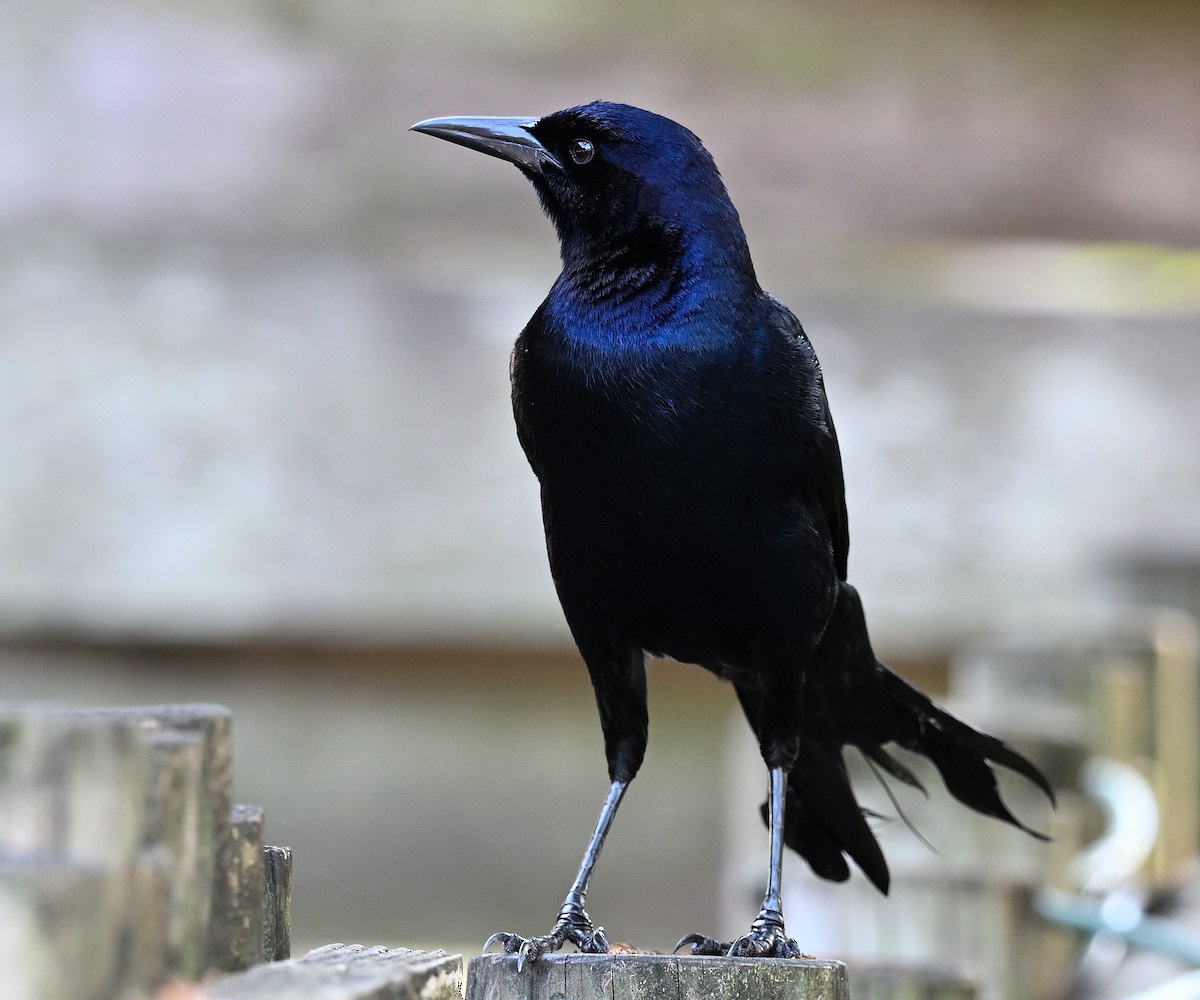 vlhovec člunoocasý - ML646848616