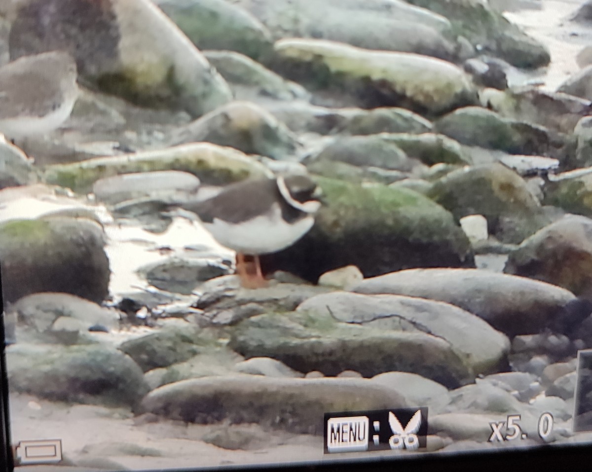 Sandregenpfeifer - ML646848617