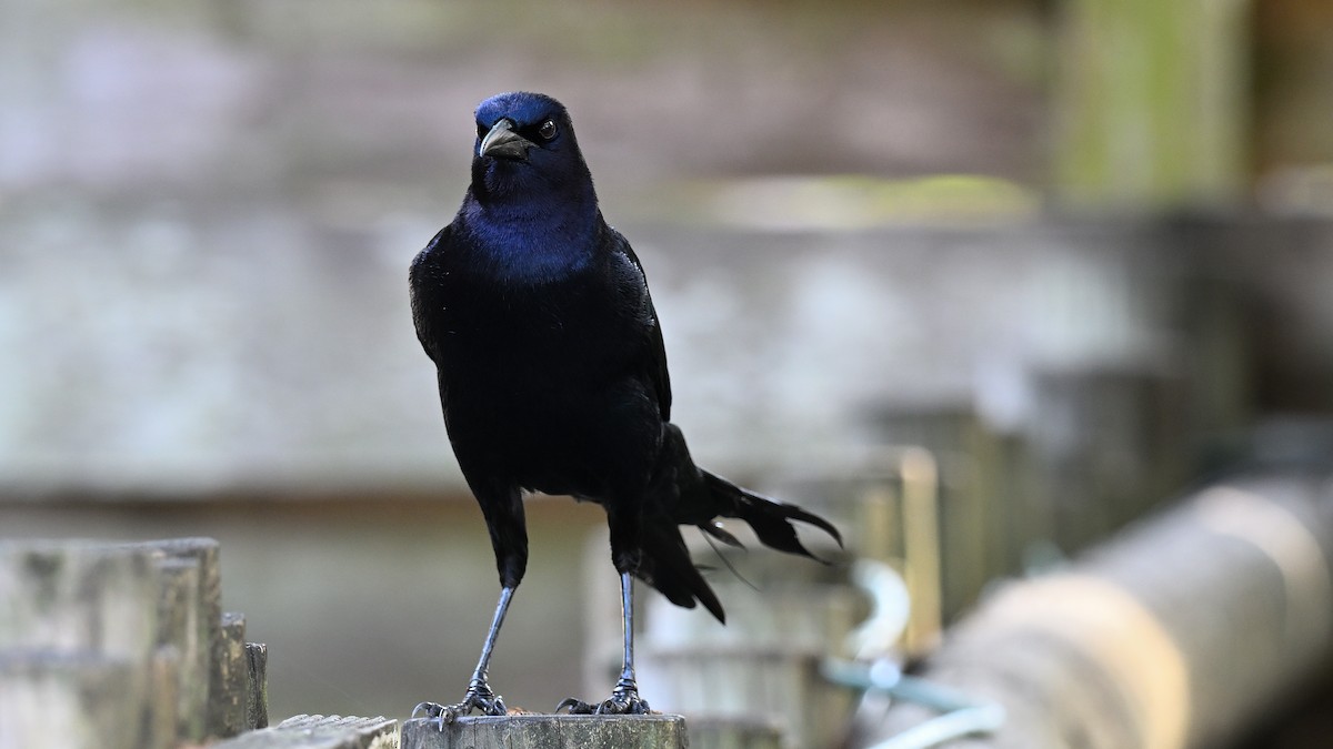 vlhovec člunoocasý - ML646848618