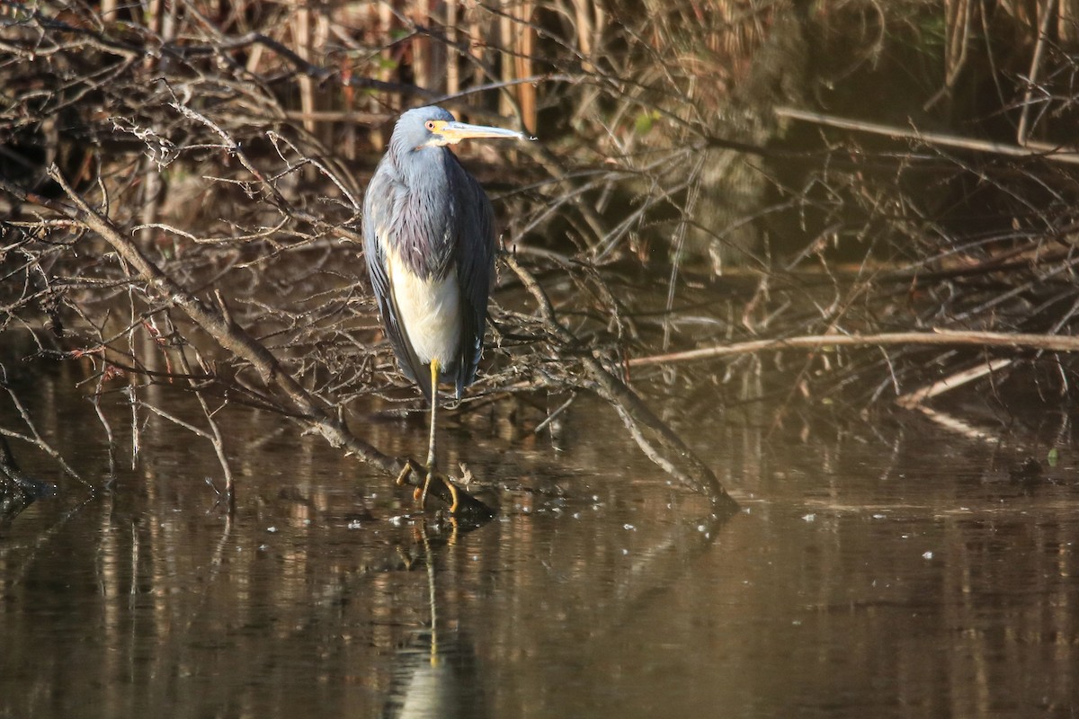 volavka tříbarvá - ML646848622