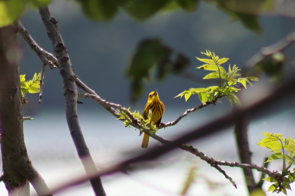 Northern Yellow Warbler - ML646848623