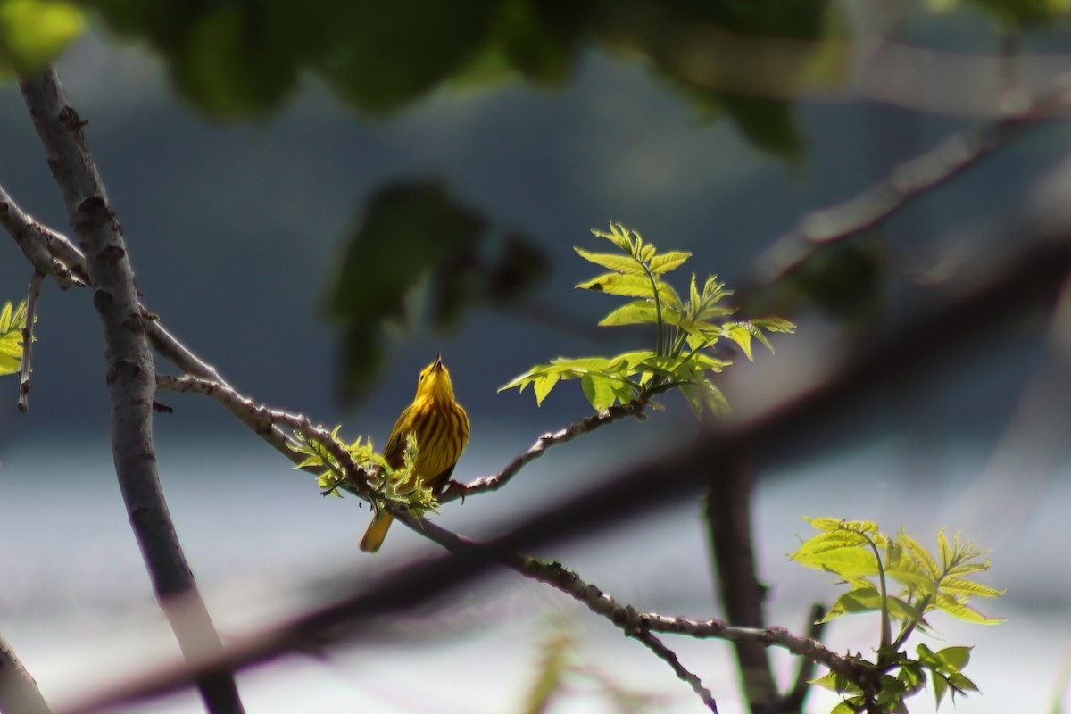 Northern Yellow Warbler - ML646848624
