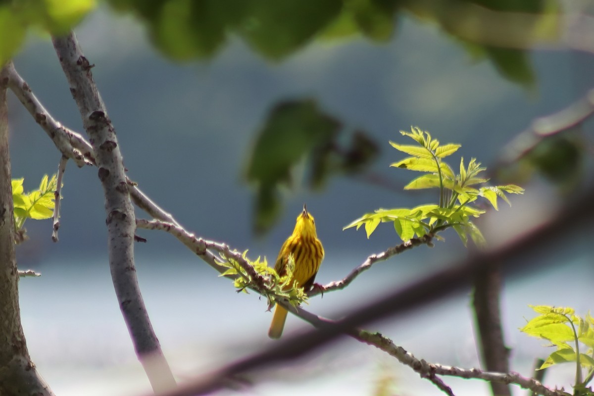 Northern Yellow Warbler - ML646848625
