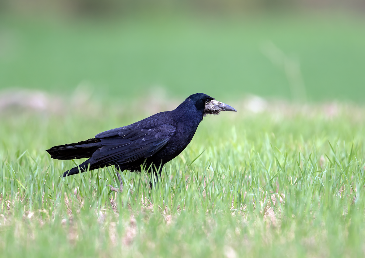 Турлиах хэрээ - ML646848627