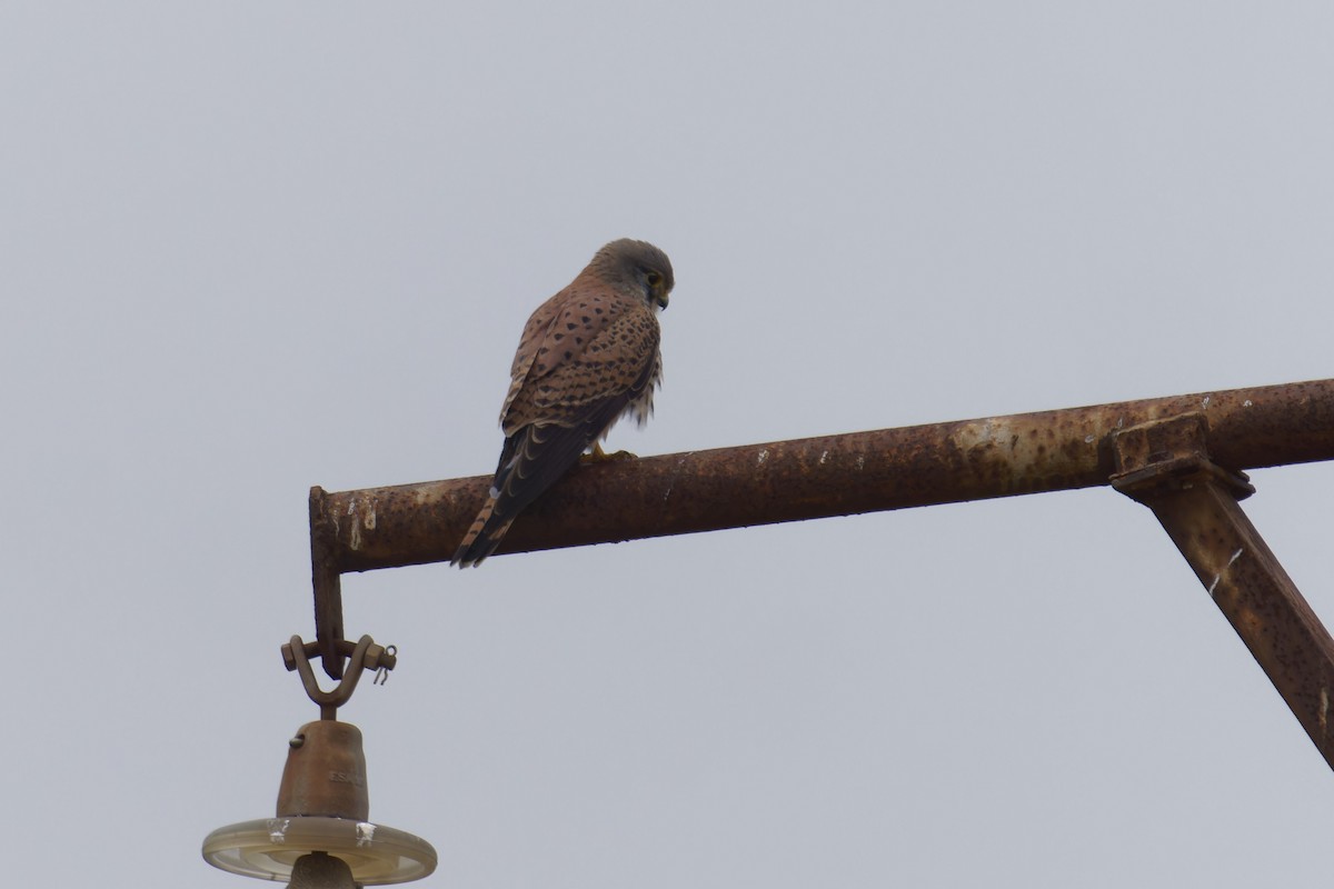 בז מצוי - ML646848628