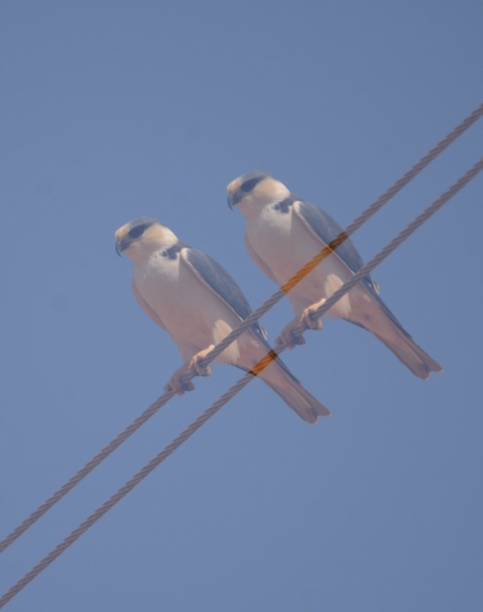 Pearl Kite - ML646848629