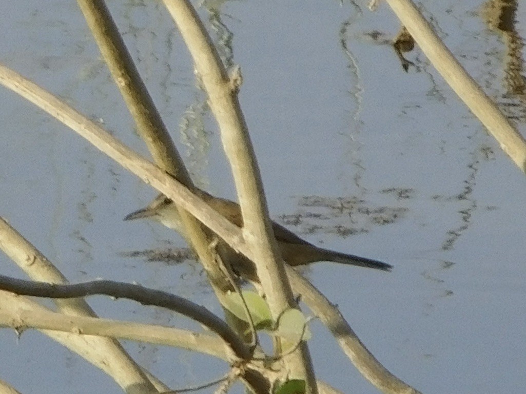 チュウヨシキリ - ML646848632