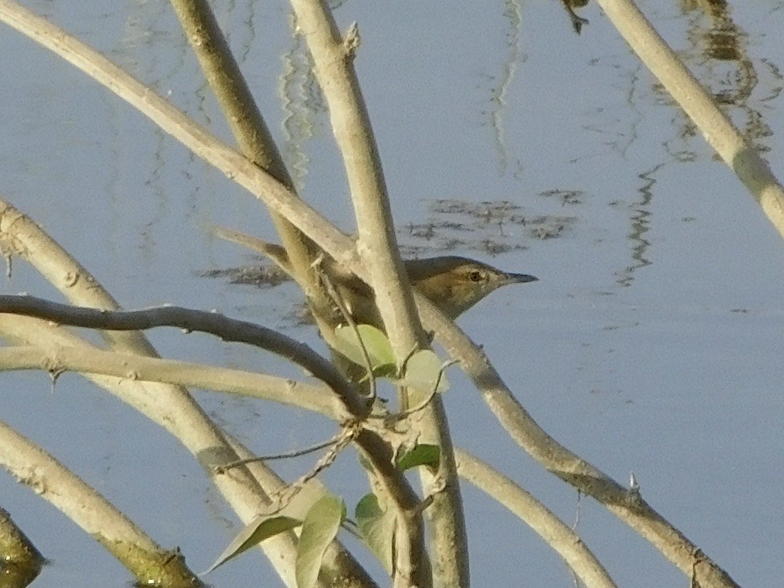 チュウヨシキリ - ML646848633