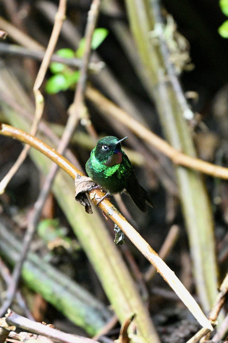 Tourmaline Sunangel - ML646848634