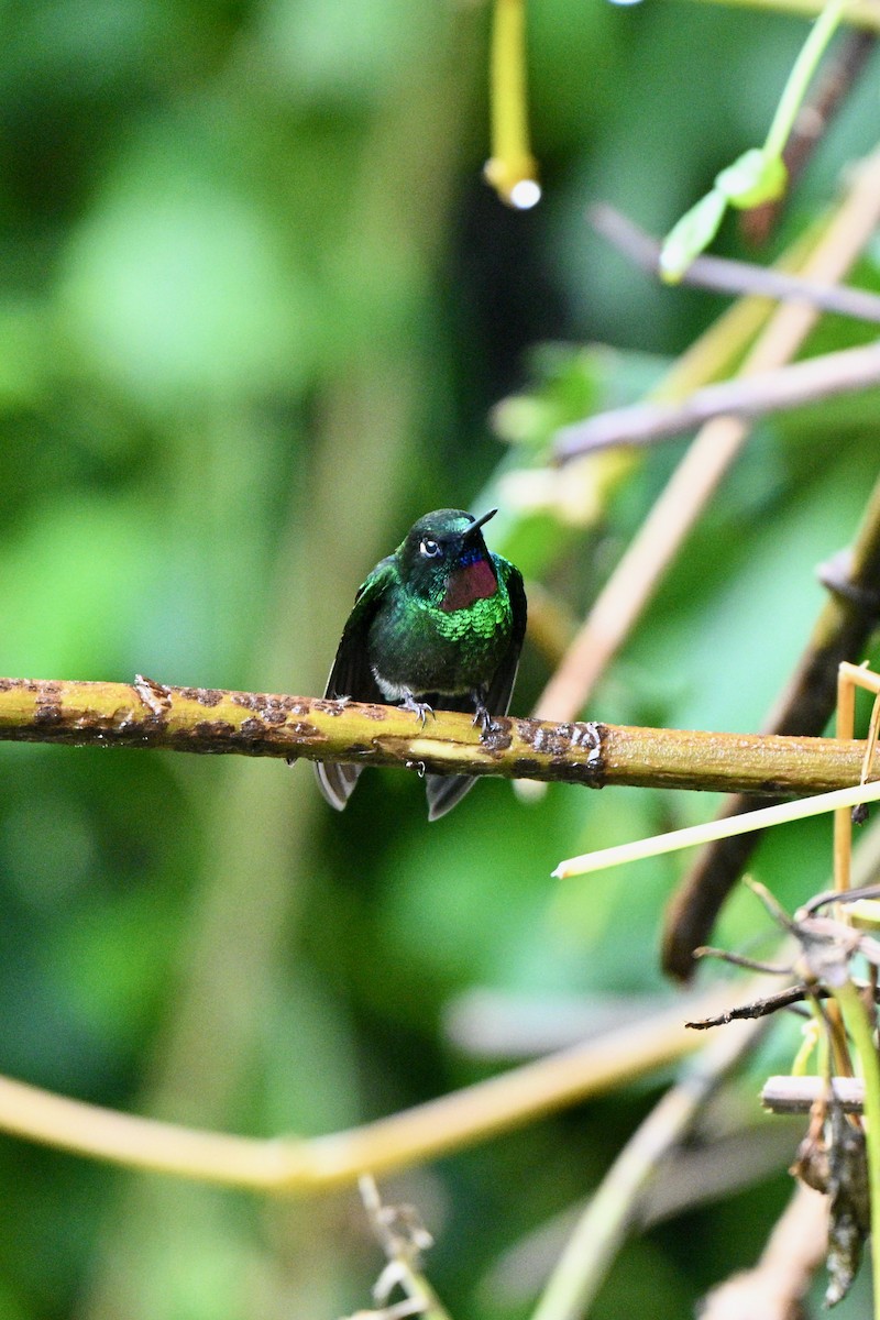 Tourmaline Sunangel - ML646848635