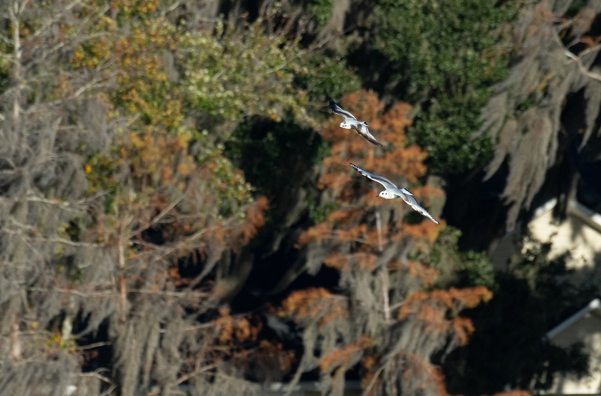 Mouette pygmée - ML646848636