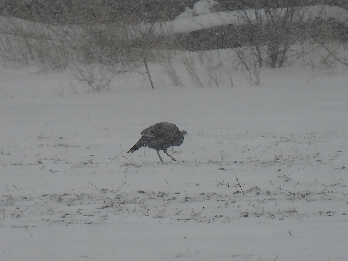 シチメンチョウ - ML646848638