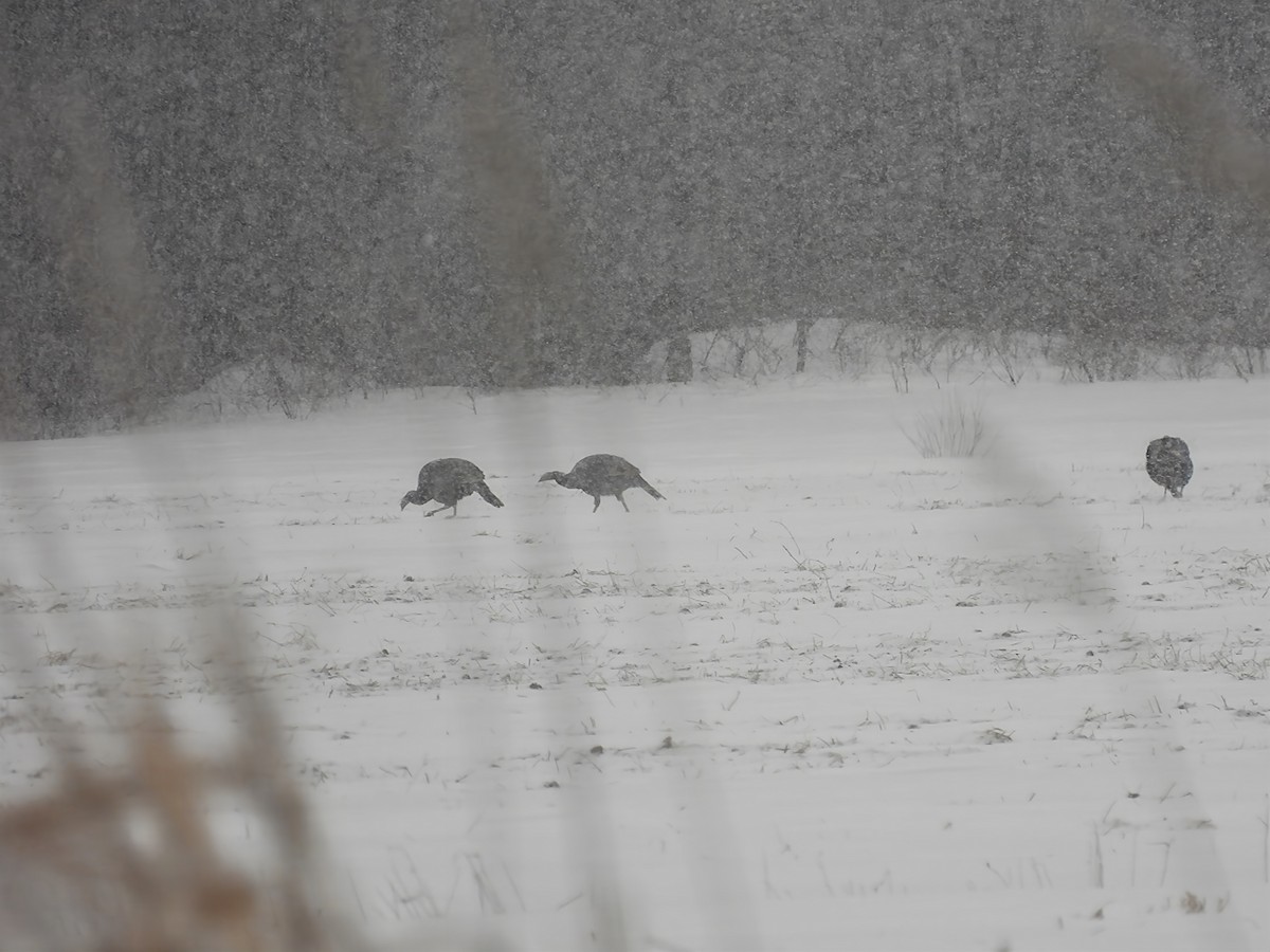 シチメンチョウ - ML646848639