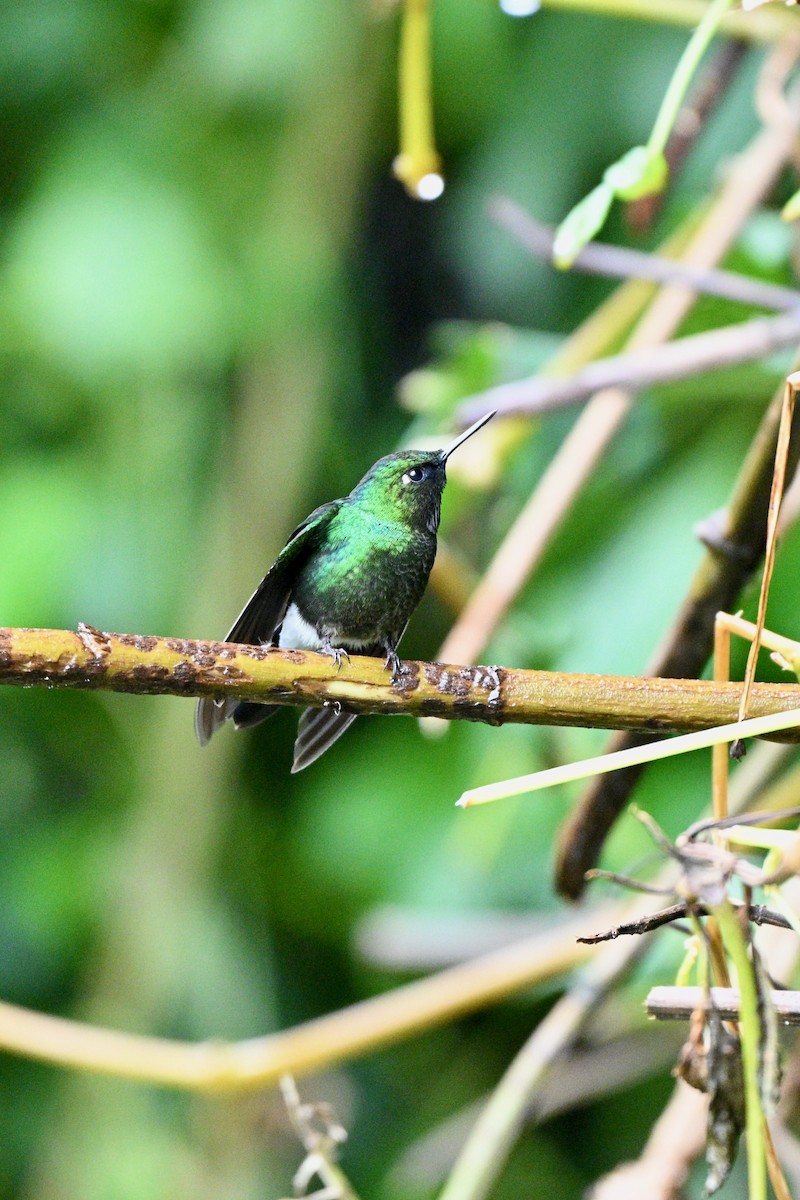 Tourmaline Sunangel - ML646848641