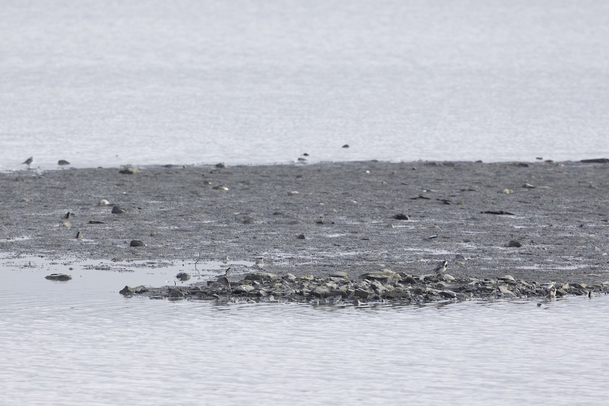 linerle (alba/dukhunensis) - ML646848642