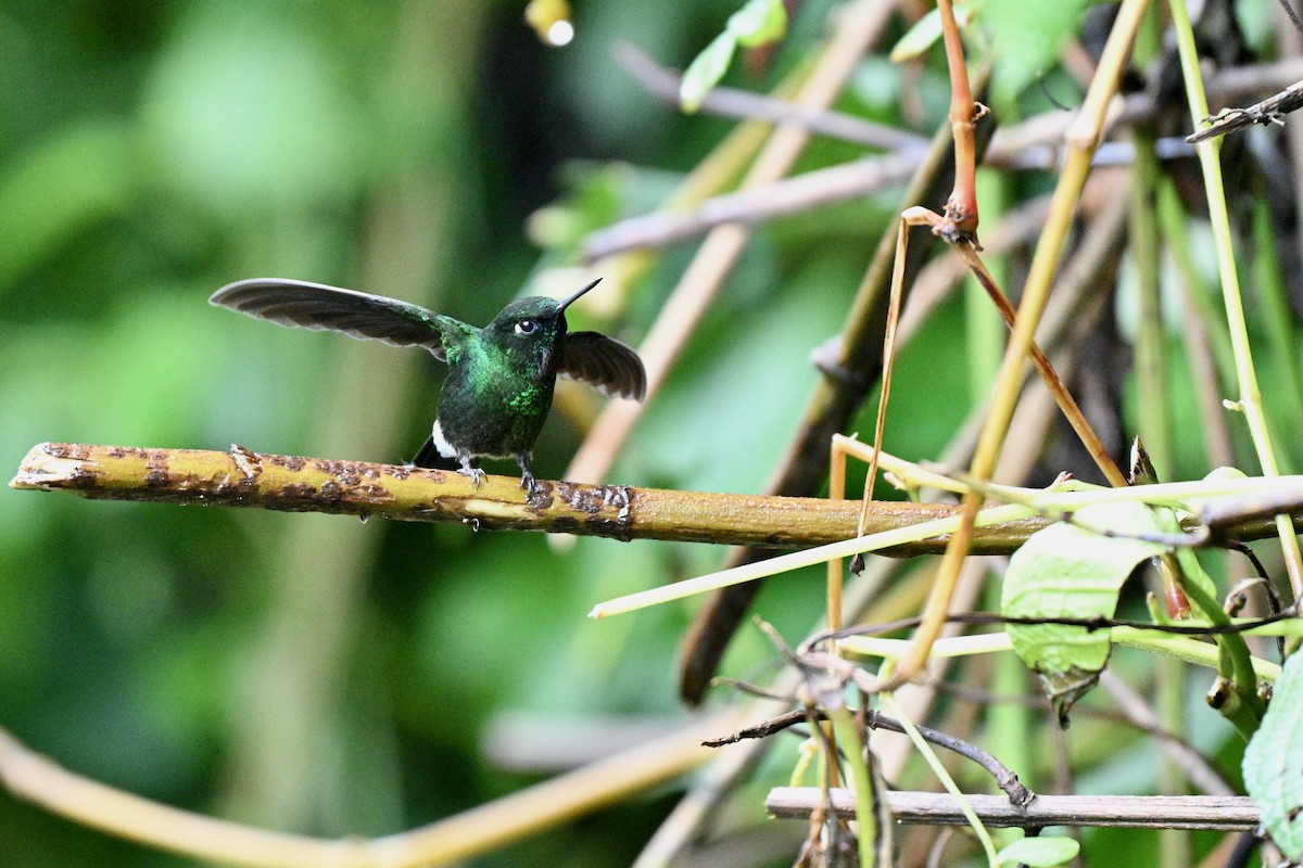 Tourmaline Sunangel - ML646848643