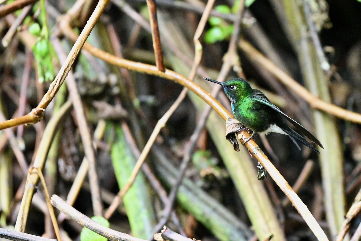 Tourmaline Sunangel - ML646848644