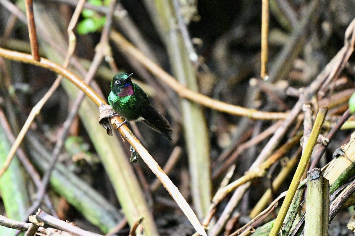 Tourmaline Sunangel - ML646848645