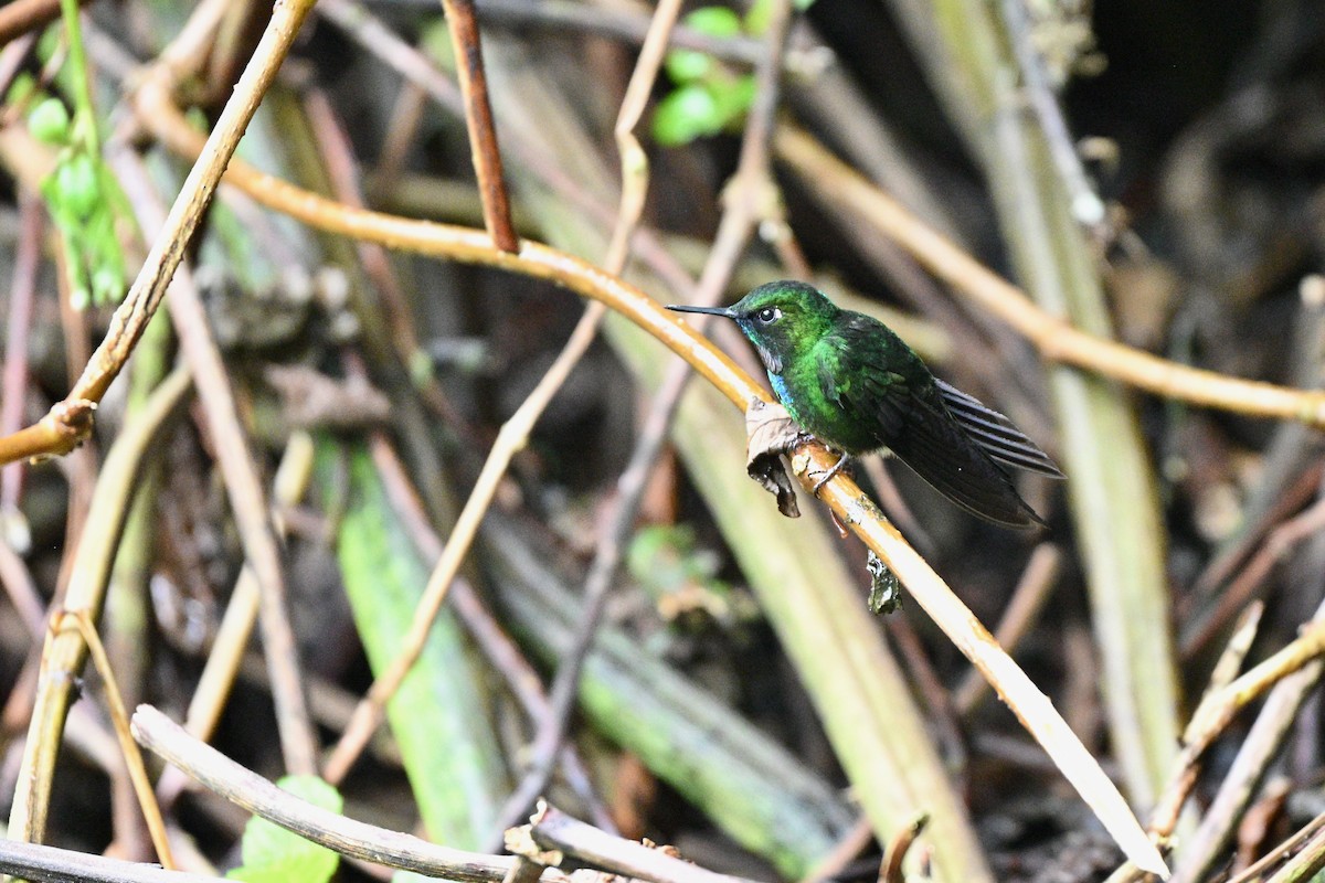 Tourmaline Sunangel - ML646848646