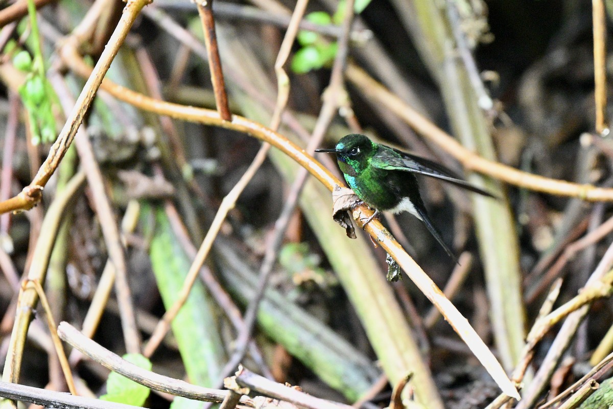 Tourmaline Sunangel - ML646848647