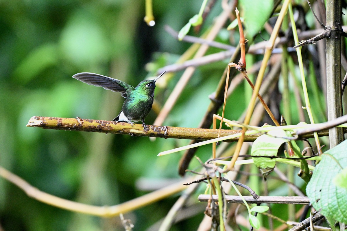 Tourmaline Sunangel - ML646848649