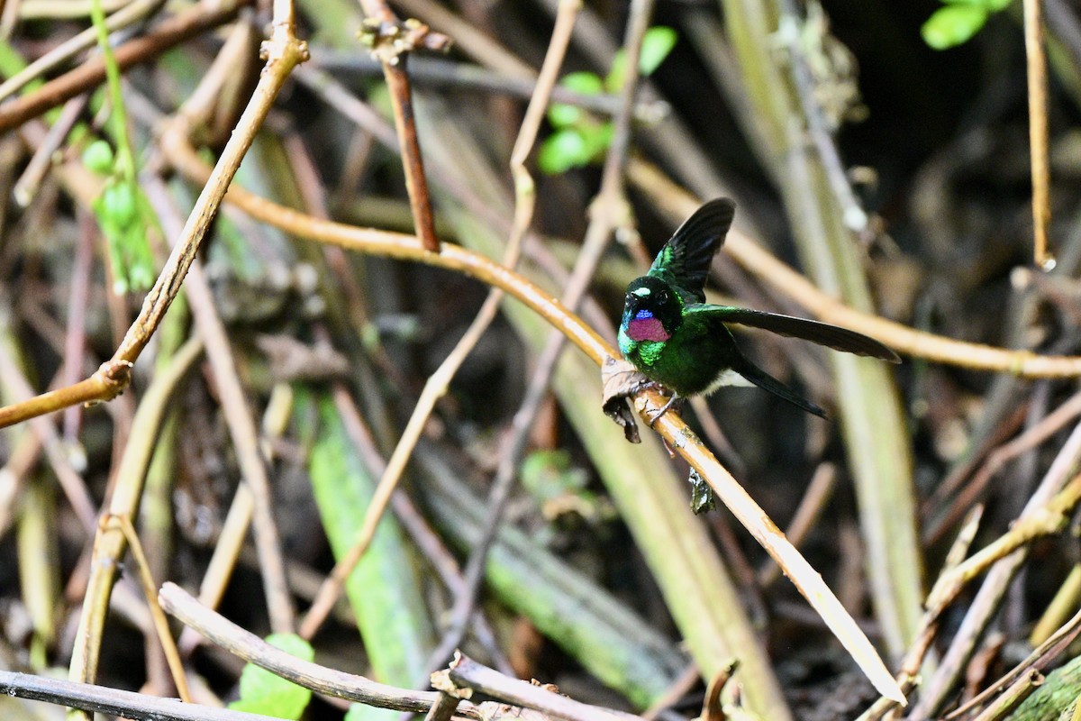 Tourmaline Sunangel - ML646848650
