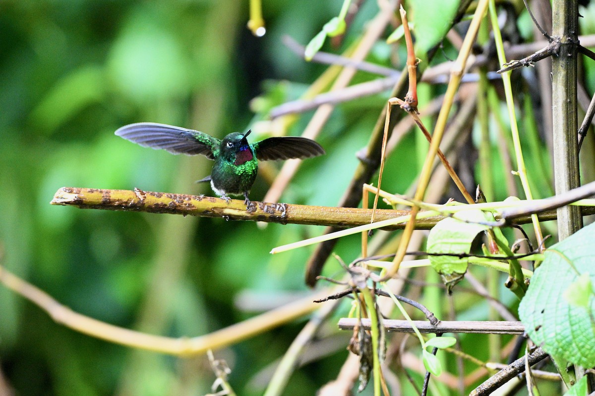 Tourmaline Sunangel - ML646848651
