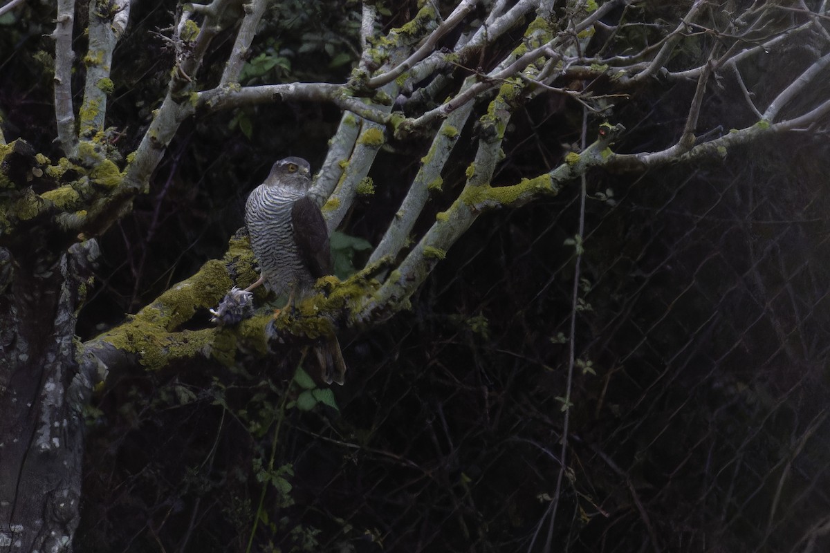 Eurasian Sparrowhawk - ML646848656