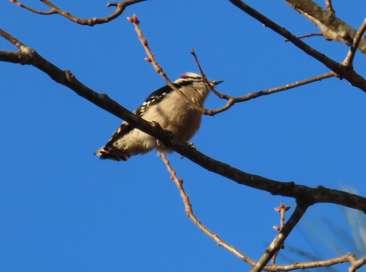 Downy Woodpecker - ML646848657