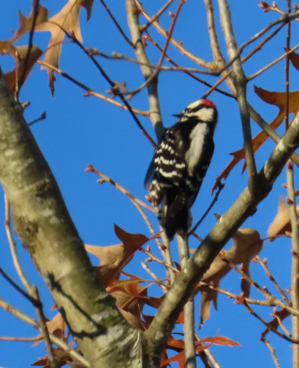 Downy Woodpecker - ML646848658